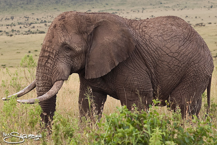safari-kenya-elephant-nick-saglimbeni-masai-mara