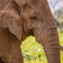 Slickforce-Kenya-african-elephant-close-up-eyes-trunk-texture-ears-old-beautiful-nick-saglimbeni-7826