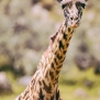 Slickforce-Kenya-african-maasai-giraffe-crescent-island-nick-saglimbeni-7458