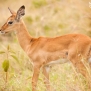 Slickforce-Kenya-baby-impala-eyes-nick-saglimbeni7488