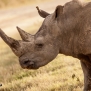 Slickforce-Kenya-black-rhino-lake-nakuru-africa-nick-saglimbeni-7582