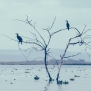 Slickforce-Kenya-crescent-island-dead-tree-vultures-birds-waiting-perched-nick-saglimbeni-1170