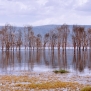 Slickforce-Kenya-crescent-island-trees-water-desolate-marsh-nick-saglimbeni-1626