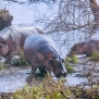 Slickforce-Kenya-hippo-hippopotamus-family-playing-crescent-island-africa-nick-saglimbeni-7471
