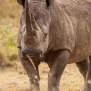 Slickforce-Kenya-lake-nakura-black-white-rhino-horn-looking-camera-africa-nick-saglimbeni-7558