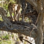 Slickforce-Kenya-leopard-spots-in-tree-african-safari-nick-saglimbeni-8013