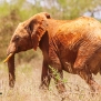 Slickforce-Kenya-red-tsavo-east-west-elephants-africa-mud-nick-saglimbeni-7944