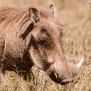 Slickforce-Kenya-warthog-closeup-horns-hairy-nick-saglimbeni-7434