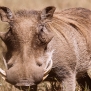 Slickforce-Kenya-warthog-closeup-looking-camera-hairy-horns-nick-saglimbeni-7433