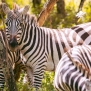 Slickforce-Kenya-zebra-family-herd-crescent-island-nick-saglimbeni-7437