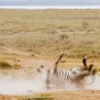 Slickforce-Kenya-zebra-rolling-ground-playing-upside-down-dust-nick-saglimbeni-1657