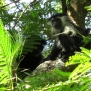 colobus-monkeys-kenya-diani-black-white-2