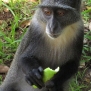 kenya-monkeys-7