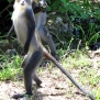 kenya-monkeys-9