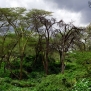 mombasa-night-train-nairobi-kenya-africa-nick-saglimbeni-trees-pandora-masai-mara