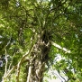 sacred-forest-kenya-diani-kaya-kinondo-4