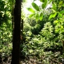 sacred-forest-kenya-diani-kaya-kinondo