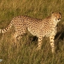 safari-kenya-cheetah-nick-saglimbeni-masai-mara