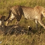 safari-kenya-cheetahs-nick-saglimbeni-masai-mara