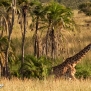 safari-kenya-giraffe-nick-saglimbeni-masai-mara