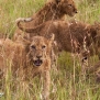 safari-kenya-lion-cubs-nick-saglimbeni-masai-mara