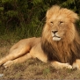 safari-kenya-lion-nick-saglimbeni-masai-mara