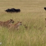 safari-kenya-lions-hunting-buffalo-nick-saglimbeni-masai-mara