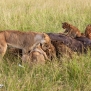 safari-kenya-lions-kill-buffalo-nick-saglimbeni-masai-mara