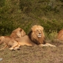 safari-kenya-lions-nick-saglimbeni-masai-mara
