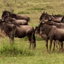 safari-kenya-wildebeasts-nick-saglimbeni-masai-mara