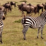 safari-kenya-zebra-nick-saglimbeni-masai-mara