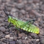 african-grasshopper
