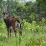 antelope-kenya
