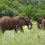 kenya-elephants