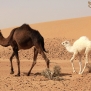 morocco-sahara-desert-camels-2