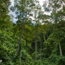 venezuela-trees-forests