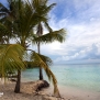 venezuela-tuacacas-palm-tree-beach