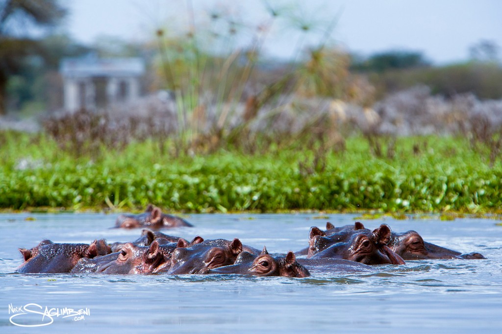 Slickforce-Kenya-hippo-hippopotamus-family-submerged-looking-camera-crescent-island-africa-nick-saglimbeni-1188