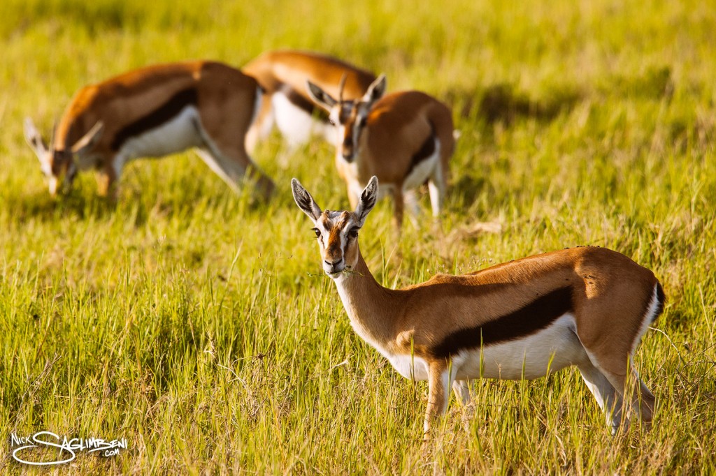 Slickforce-Kenya-impala-baby-eating-grass-family-safari-nick-saglimbeni-7772